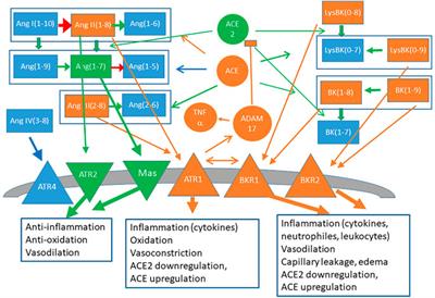 Mathematical Model of SARS-Cov-2 Propagation Versus ACE2 Fits COVID-19 Lethality Across Age and Sex and Predicts That of SARS